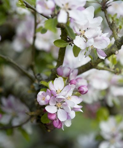 Apple Garden Services